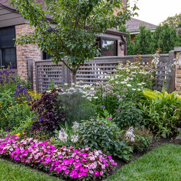 Layered perennial garden with daisies, allium and pink impatiens in front of a wood lattice fence.
