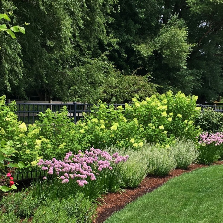 Freshly mulched bed with a crisp edge along the lawn, planted with hydrangeas and allium in front of a black fence.