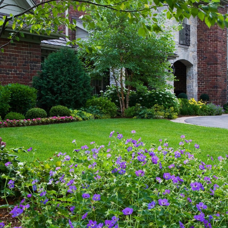 Lush green front lawn of a brick and stone home, with purple geraniums in the foreground.