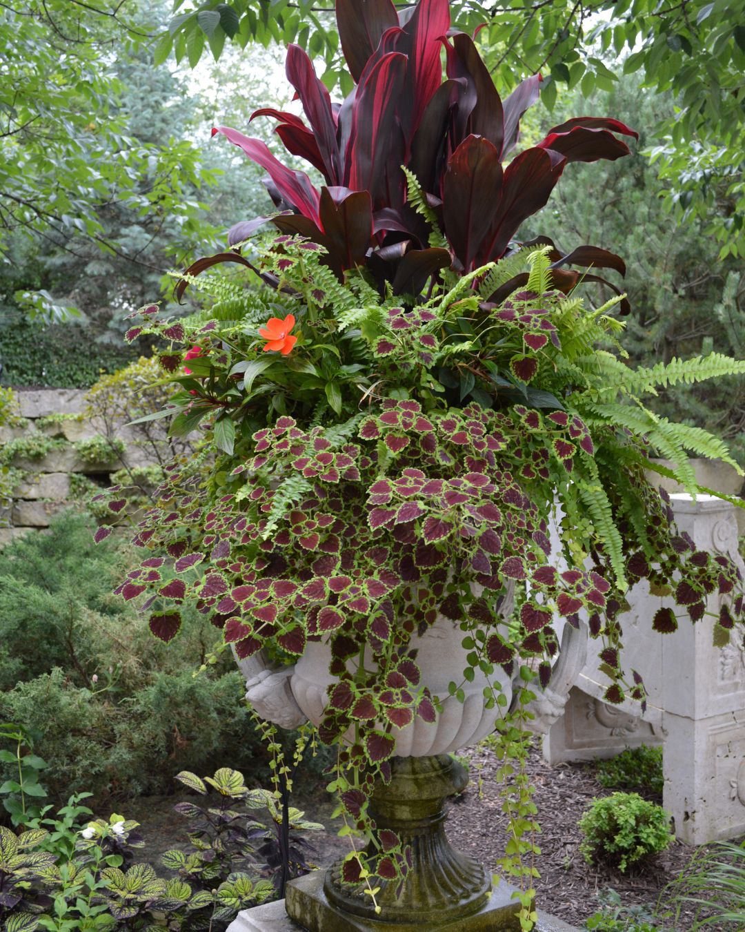 Stone urn planted with red cordyline, coleus, ferns and trailing greens.
