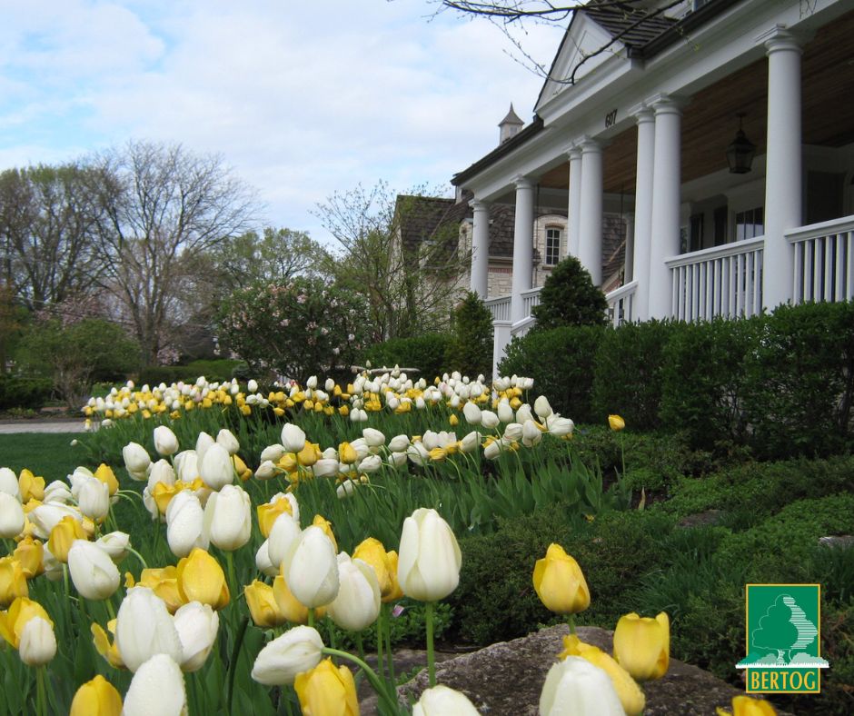 White and yellow tulips blooming in front of a home with a white-columned porch.