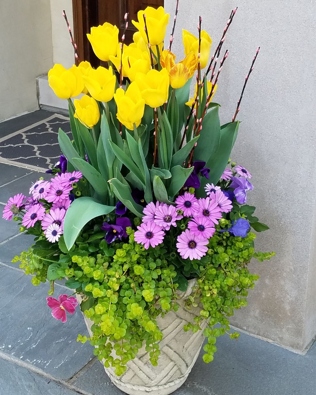 Spring container with yellow tulips, pussy willow branches, pink daisies and trailing creeping Jenny.