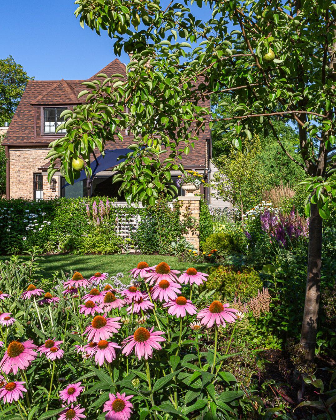 Garden bed of pink coneflowers and shrubs in late summer.
