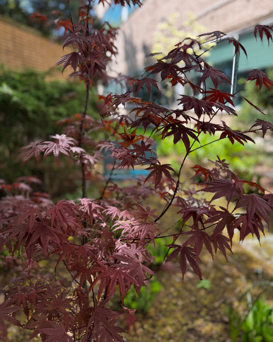 Red Japanese maple leaves in a late-summer garden.