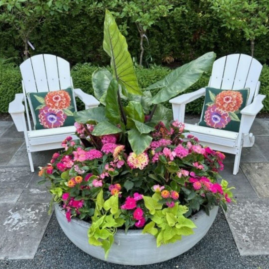 Large concrete bowl planter with elephant ear, pink zinnias and lime foliage between two white Adirondack chairs.