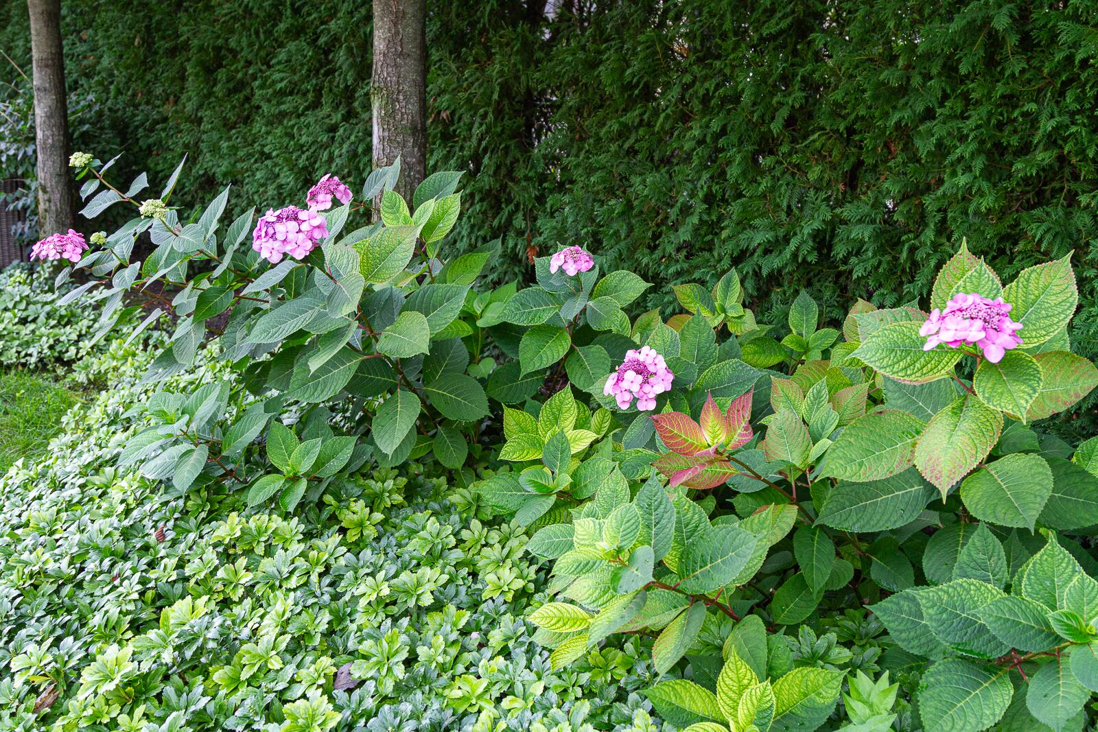 Landscape enhancements gallery — Bertog Landscape