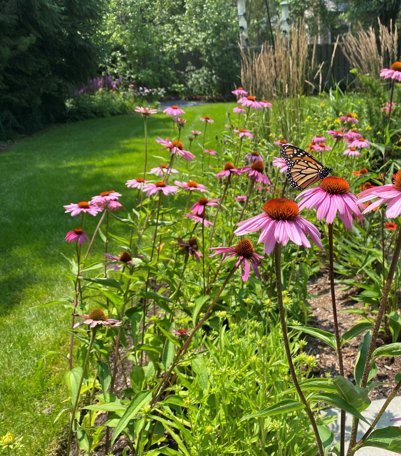 Established border from a perennial garden installation in Wheeling, IL