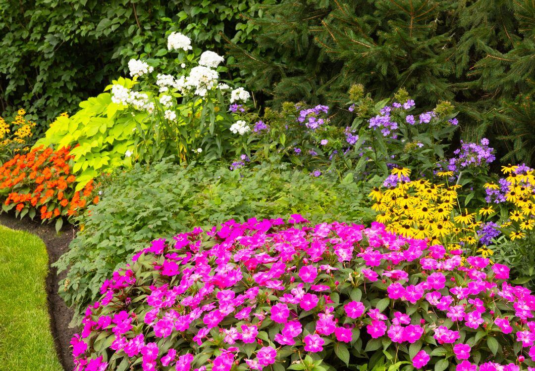 Lush summer garden bed with pink impatiens, black-eyed Susans, purple and white phlox and orange flowers.