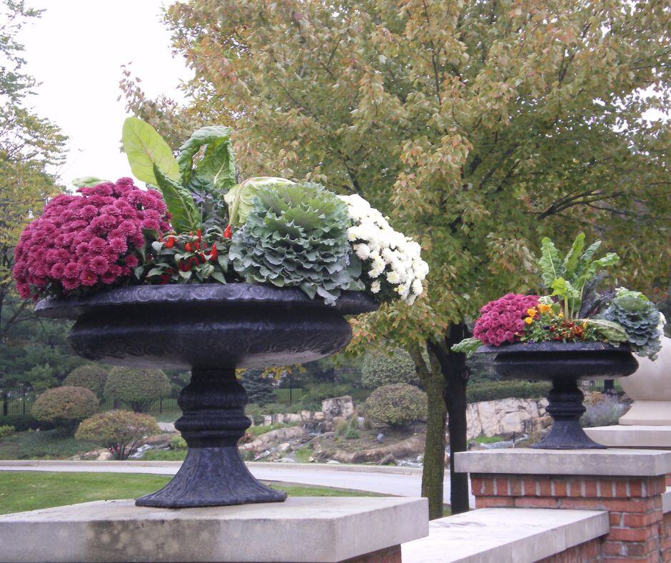 Tall black urns planted with ornamental cabbage, mums and white blooms on stone pedestals.